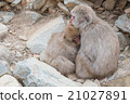 Family of japanese snow monkeys cold feeling  21027891