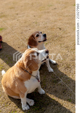 Beagle dog Beagle dog 21027960