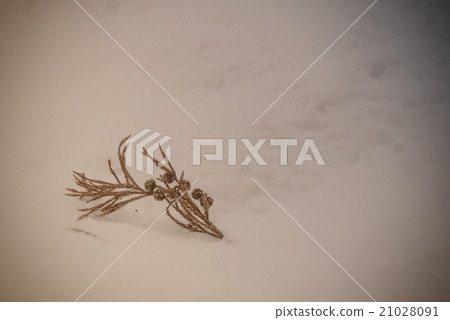 Vintage toned, Dry pine leaf and cone on snow Vintage toned, Dry pine leaf and cone on snow 21028091