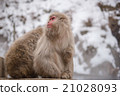 japanese snow monkey with snow background   21028093