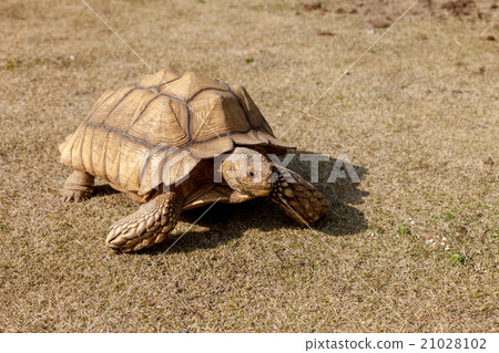 Kuzume Land Turtle 21028102