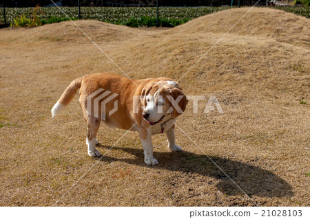 比格犬 21028103