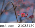 Japanese plum-blossom (ume), pink flower  21028120