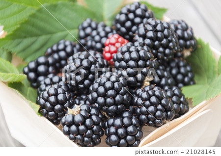 覆盆子 覆盆子 21028145