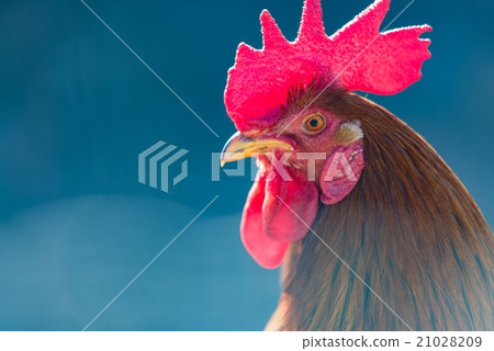 Portrait of a Rooster Portrait of a Rooster 21028209