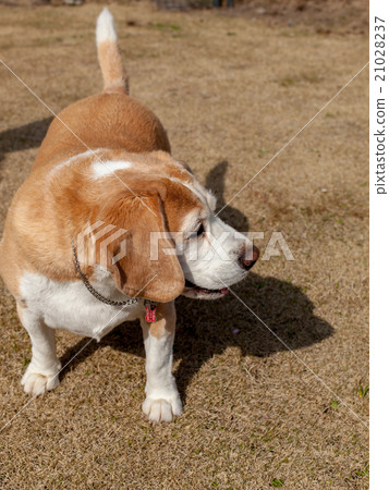 比格犬 比格犬 21028237