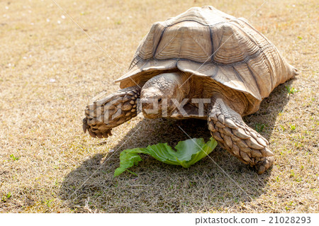 Kuzume Land Turtle Kuzume Land Turtle 21028293