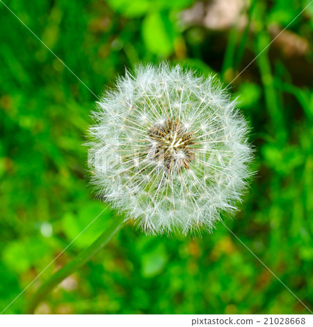 seeds of a dandelion  21028668