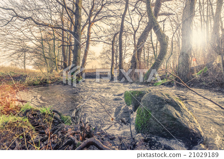 Forest river in the morning Forest river in the morning 21029189