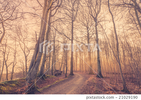 Sunrise in a misty forest Sunrise in a misty forest 21029190