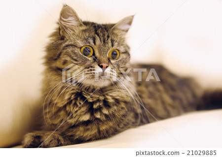 pets animal cat pets animal cat 21029885