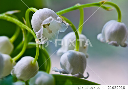 lily-of-the-valley  macro flower 21029918