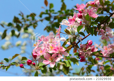 Flowering spring branch of apples Flowering spring branch of apples 21029930