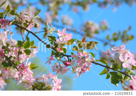 Flowering spring branch of apples Flowering spring branch of apples 21029931