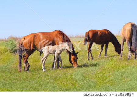 grazing foal animals grazing foal animals 21029934