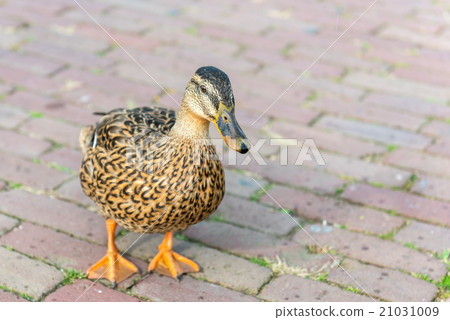 small wild duck on a pavement small wild duck on a pavement 21031009