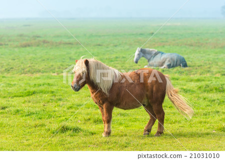 chestnut stallion grazing on green grass chestnut stallion grazing on green grass 21031010