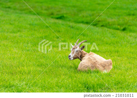 goat eating of green grass at farm 21031011