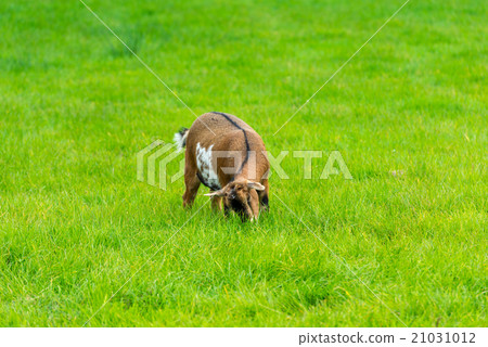 one goatling eating of green grass at farm one goatling eating of green grass at farm 21031012