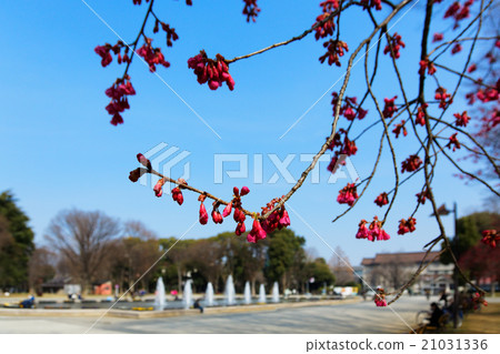 冷的猩紅色櫻花和藍天在上野溫泉公園噴泉正方形 21031336