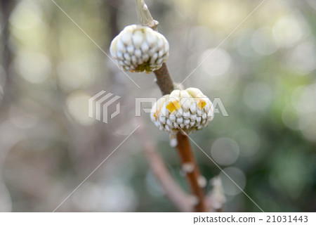 Michimata的芽 Michimata的芽 21031443