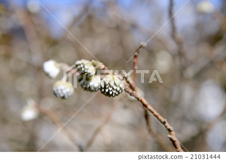 Bud of Michimata 21031444