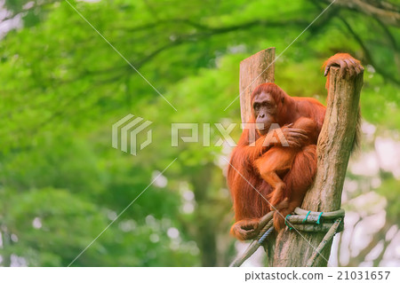 Adult orangutan sitting with jungle 21031657