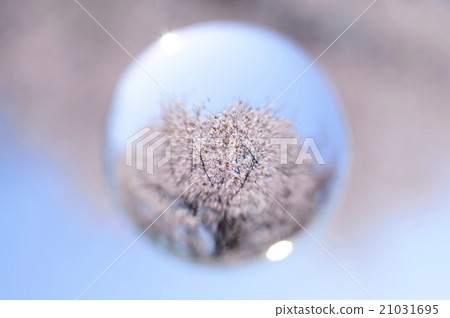 櫻花在玻璃珠中反映出來 櫻花在玻璃珠中反映出來 21031695