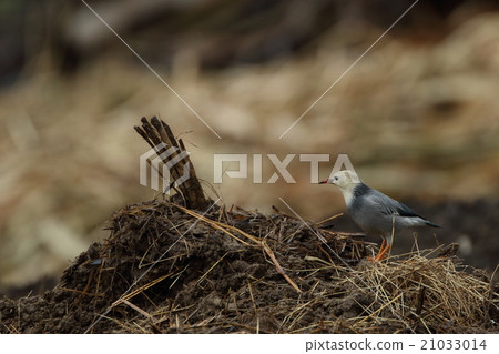 I feel that there are many things to see near live barns such as cattle cottage than other cormorants like birds and ginkgo birds I feel that there are many things to see near live barns such as cattle cottage than other cormorants like birds and ginkgo birds 21033014