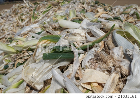 去皮的韭菜 去皮的韭菜 21033161