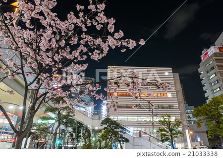 Saitama Kawaguchi Ekimae Cupola Plaza Anzai Sakura Saitama Kawaguchi Ekimae Cupola Plaza Anzai Sakura 21033338