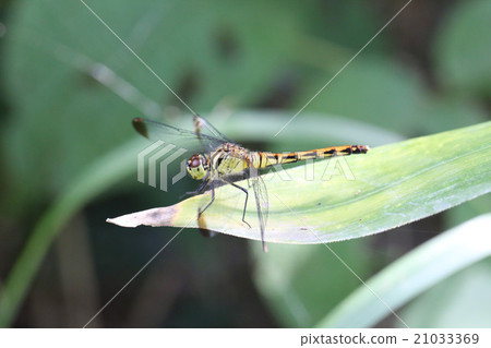 Mayutatake cannabis ♀ wingspan Mayutatake cannabis ♀ wingspan 21033369