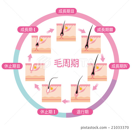 Hair Removal Hair Cycle Hair Cycle 21033370