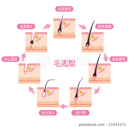 Hair Removal Hair Cycle Hair Cycle 21033371