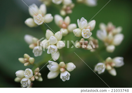 天然植物香脂,常見於沖繩花。接近時,像Tideidae的花朵很美 天然植物香脂,常見於沖繩花。接近時,像Tideidae的花朵很美 21033748