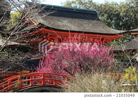 Shimogamo神社的紅色Apple Shimogamo神社的紅色Apple 21035049
