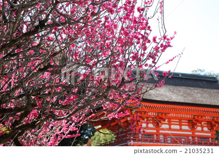 Red Apple of Shimogamo Shrine Shrine Red Apple of Shimogamo Shrine Shrine 21035231