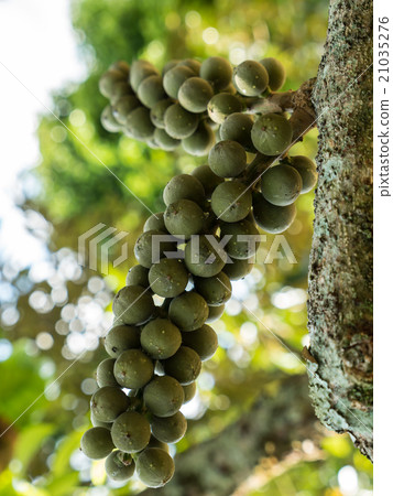 fresh green wollongong hanging on the tree 21035276