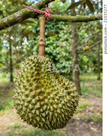 Fresh durian in the orchard. Fresh durian in the orchard. 21035277