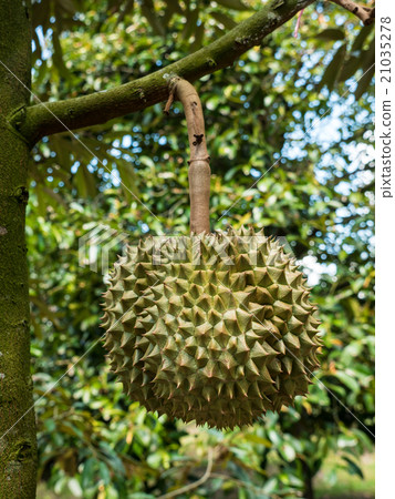 Fresh durian in the orchard. 21035278