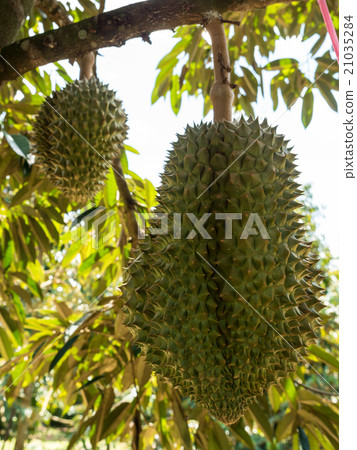 Fresh durian on durian tree in Ease of Thailand. Fresh durian on durian tree in Ease of Thailand. 21035284