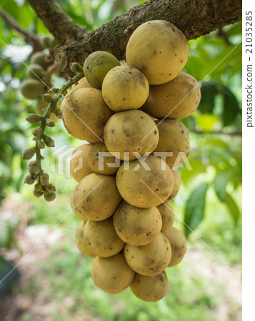 the delicious fresh wollongong fruits on tree. 21035285