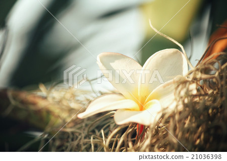 White frangipani flower 21036398