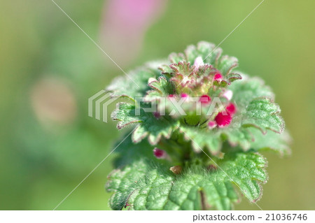 春天的花朵Hotokenoza 21036746