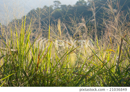 closed up grass field in a mountain , Thailand 21036849