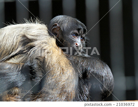 Parent and child of blackfin tuna 21036972