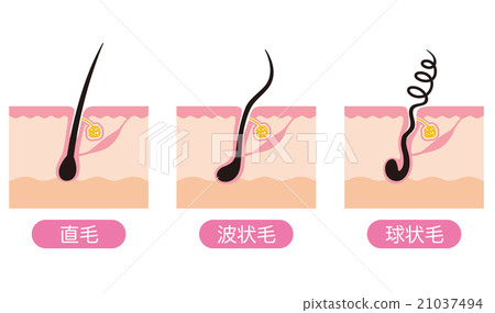 髮根類型 21037494