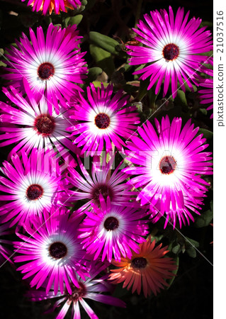 勳章菊屬 21037516