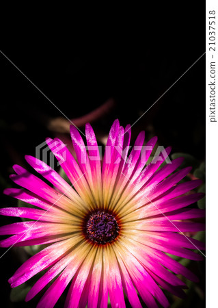 勳章菊屬 21037518