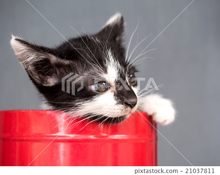 Black and white kitten in bucket with gray 21037811